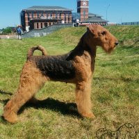 SHER HOPE OF MY SOUL - SHER HOPE OF MY SOUL International Champion, Junior Champion of National Airedale Terrier Club, Junior Champion of Russia; Champion of Russia, Uzbekistan, Belarus, National Airedale terrier Club; ОКД-2.Рожд. 14.05.2020 (о. Int.Ch. Saredon Deliverance &amp;amp; м. Int.Ch. Sher Tsarmila) Владелец: Михеева Надежда (г. Москва)